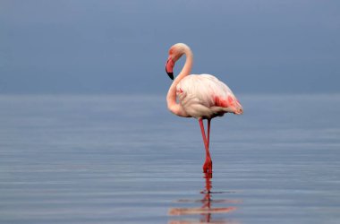 Vahşi Afrika kuşu. Pembe Afrikalı flamingo güneşli bir günde mavi gölde