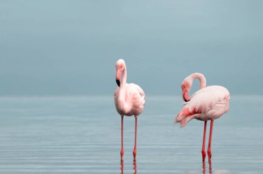 Vahşi Afrika kuşları. Mavi gölün etrafında parlak gökyüzüne karşı yürüyen iki büyük Afrikalı flamingo.