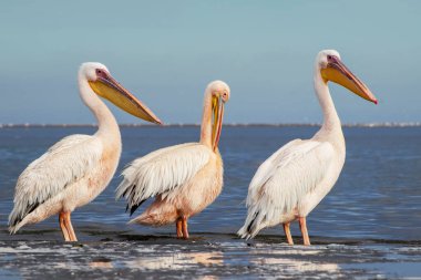 Afrika vahşi kuşları. Mavi göldeki büyük pelikanlar bir yaz sabahında