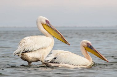Afrika vahşi kuşları. Mavi göldeki büyük pelikanlar bir yaz sabahında