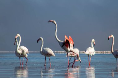 Vahşi Afrika kuşları. Bir grup Afrikalı flamingo güneşli bir günde mavi gölde dolaşıyorlar.