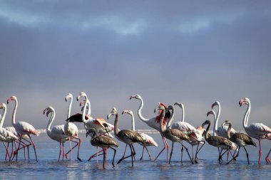 Vahşi Afrika kuşları. Bir grup Afrikalı flamingo güneşli bir günde mavi gölde dolaşıyorlar.