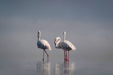 Vahşi Afrika kuşları. Bir grup Afrikalı flamingo güneşli bir günde mavi gölde dolaşıyorlar.