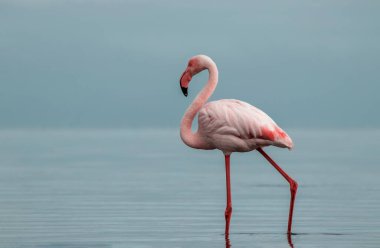Vahşi Afrika kuşu. Pembe Afrikalı flamingo güneşli bir günde mavi gölde