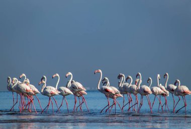 Vahşi Afrika kuşları. Bir grup Afrikalı flamingo güneşli bir günde mavi gölde dolaşıyorlar.