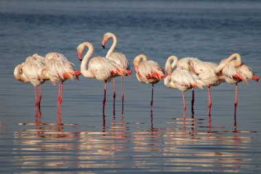 Vahşi Afrika kuşları. Büyük Afrika flamingolarının grup kuşları güneşli bir günde mavi gölde dolaşıyorlar.