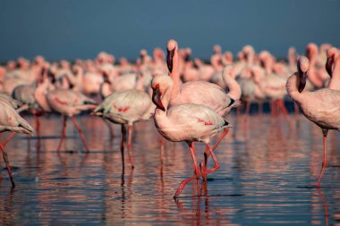 Vahşi Afrika kuşları. Bir grup Afrikalı flamingo güneşli bir günde mavi gölde dolaşıyorlar.