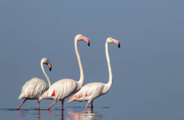 Afrika vahşi kuşları. Gökyüzüne karşı mavi gölde büyük bir flamingo sürüsü