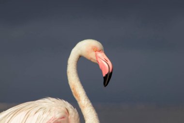 Vahşi Afrika kuşu mavi gökyüzüne karşı büyük bir flamingoya yakın çekim yapıyor..