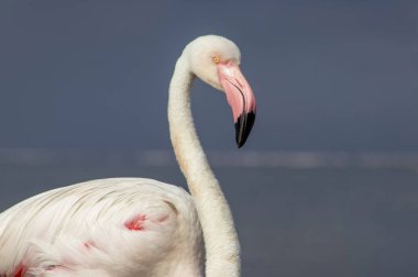 Vahşi Afrika kuşu mavi gökyüzüne karşı büyük bir flamingoya yakın çekim yapıyor..