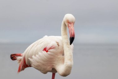 Vahşi Afrika Kuşları. Bulanık mavi arka planda büyük bir flamingoya yakın çekim