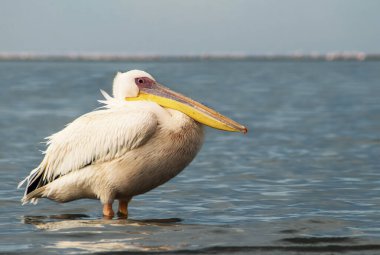 Afrika vahşi kuşları. Güneşli bir günde mavi bir gölde yalnız bir pelikan.