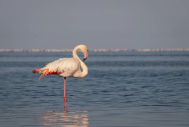 Vahşi Afrika kuşları. Daha büyük bir Afrikalı flamingo güneşli bir günde mavi gölün etrafında yürüyor
