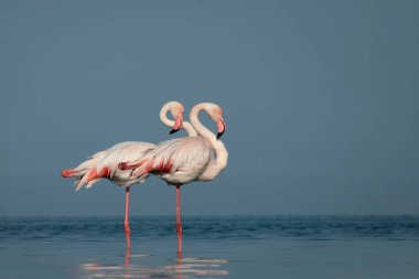 Vahşi Afrika kuşları. Daha büyük Afrikalı flamingolar güneşli bir günde mavi gölde yürüyorlar.