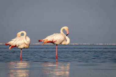 Vahşi Afrika kuşları. Büyük Afrika flamingolarının grup kuşları güneşli bir günde mavi gölde dolaşıyorlar.
