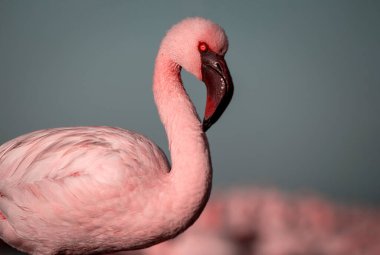 Vahşi Afrika kuşları. Bir grup kızıl Afrikalı flamingo güneşli bir günde mavi gölün etrafında dolanıyor.