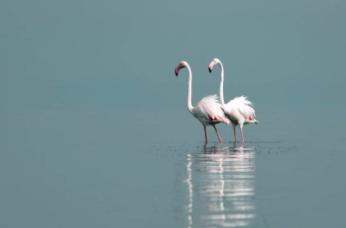 Afrika vahşi kuşları. Sabah mavi gölde iki büyük flamingo.