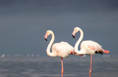 Vahşi Afrika kuşları. Mavi gölün etrafında parlak gökyüzüne karşı yürüyen iki büyük Afrikalı flamingo.