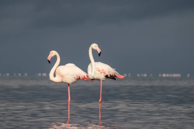 Vahşi Afrika kuşları. Mavi gölün etrafında parlak gökyüzüne karşı yürüyen iki büyük Afrikalı flamingo.