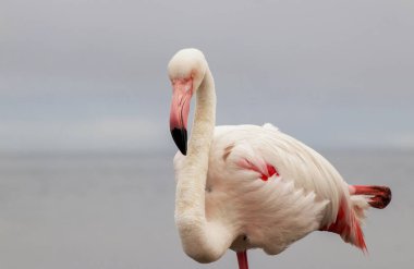 Vahşi Afrika kuşu mavi gökyüzüne karşı büyük bir flamingoya yakın çekim yapıyor..