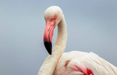 Vahşi Afrika kuşu mavi gökyüzüne karşı büyük bir flamingoya yakın çekim yapıyor..
