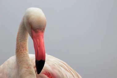 Vahşi Afrika kuşu mavi gökyüzüne karşı büyük bir flamingoya yakın çekim yapıyor..