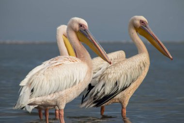 Afrika vahşi kuşları. Mavi göldeki büyük pelikanlar bir yaz sabahında