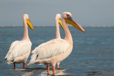 Afrika vahşi kuşları. Mavi göldeki büyük pelikanlar bir yaz sabahında