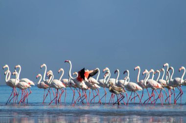 Vahşi Afrika kuşları. Bir grup Afrikalı flamingo güneşli bir günde mavi gölde dolaşıyorlar.