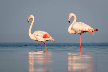 Vahşi Afrika kuşları. Büyük Afrika flamingolarının grup kuşları güneşli bir günde mavi gölde dolaşıyorlar.