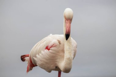 Vahşi Afrika kuşu. Büyük Afrika Flamingosunun yakın çekimi..