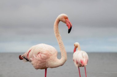 Vahşi Afrika kuşları. Mavi gölün etrafında parlak gökyüzüne karşı yürüyen iki büyük Afrikalı flamingo.