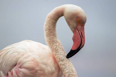 Vahşi Afrika kuşu. Büyük Afrika Flamingosunun yakın çekimi..