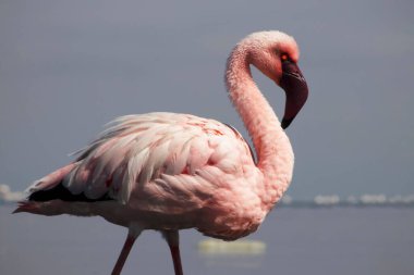 Vahşi Afrika Kuşu. Güneşli bir yaz sabahında mavi bir gölde büyük Afrika flamingosu