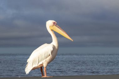 Afrika vahşi kuşu. Yalnız bir pelikan Mavi bir gölde Bulutlu bir gökyüzüne karşı