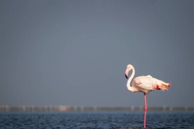 Vahşi Afrika kuşu. Pembe Afrikalı flamingo güneşli bir günde mavi gölde