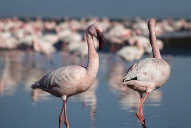 Afrika vahşi kuşları. Mavi gölde parlak gökyüzüne karşı pembe flamingo sürüsü