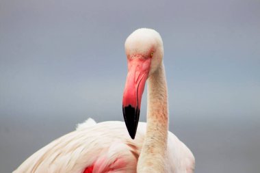 Vahşi Afrika kuşu. Büyük Afrika Flamingosunun yakın çekimi..
