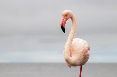 Vahşi Afrika kuşu. Pembe Afrikalı flamingo güneşli bir günde mavi gölde