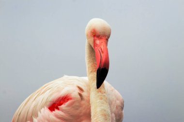 Vahşi Afrika kuşu. Büyük Afrika Flamingosunun yakın çekimi..