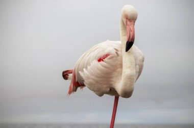 Vahşi Afrika Kuşu. Güneşli bir yaz sabahında mavi bir gölde büyük Afrika flamingosu