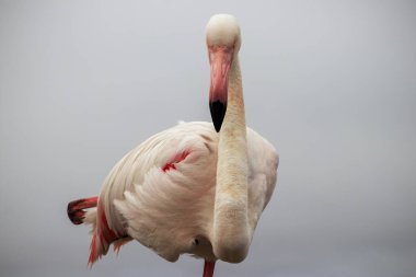 Vahşi Afrika kuşu. Büyük Afrika Flamingosunun yakın çekimi..