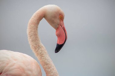 Vahşi Afrika kuşu. Büyük Afrika Flamingosunun yakın çekimi..