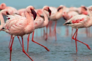 Vahşi Afrika kuşları. Pembe Afrikalı flamingolar güneşli bir günde mavi gölde dolaşıyorlar.