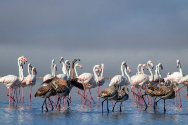 Afrika vahşi kuşları. Gökyüzüne karşı mavi gölde büyük bir flamingo sürüsü