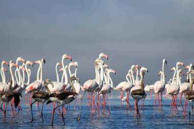Afrika vahşi kuşları. Gökyüzüne karşı mavi gölde büyük bir flamingo sürüsü
