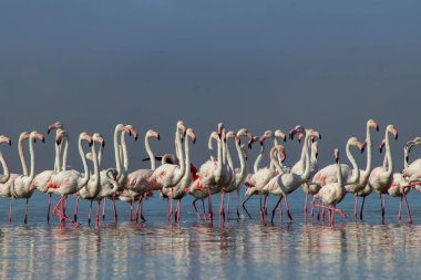 Afrika vahşi kuşları. Gökyüzüne karşı mavi gölde büyük bir flamingo sürüsü