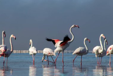 Afrika vahşi kuşları. Gökyüzüne karşı mavi gölde büyük bir flamingo sürüsü