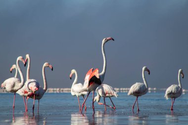 Afrika vahşi kuşları. Gökyüzüne karşı mavi gölde büyük bir flamingo sürüsü