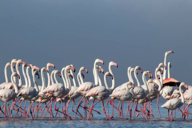 Afrika vahşi kuşları. Gökyüzüne karşı mavi gölde büyük bir flamingo sürüsü